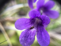 Pinguicula