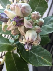 Calotropis gigantea