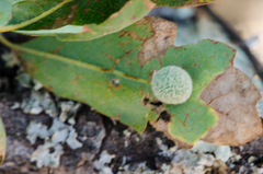 Cynips multipunctata