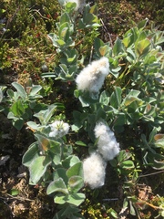 Salix lanata