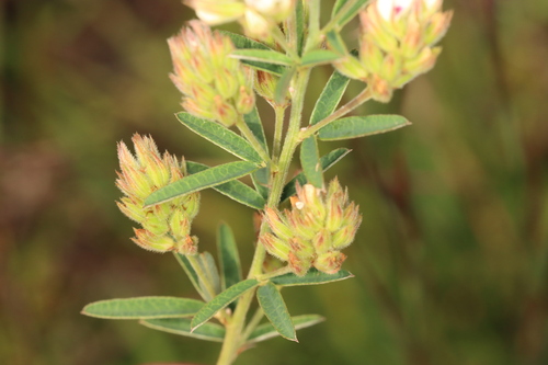 Image of Lespedeza angustifolia by (c) Jake McCumber, some rights reserved (CC BY)