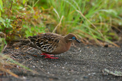 Zenaida galapagoensis