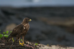Buteo galapagoensis