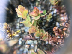 Hypericum anagalloides