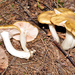 Entoloma bicolor - Photo (c) noah_siegel, some rights reserved (CC BY-NC-SA), uploaded by noah_siegel