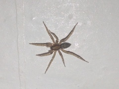 Liocranum rupicola