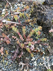Hypericum anagalloides