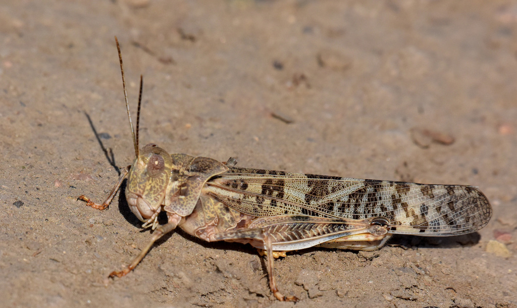 High Plains Locust (Orthoptera of Nebraska) · iNaturalist