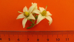 Solanum caavurana