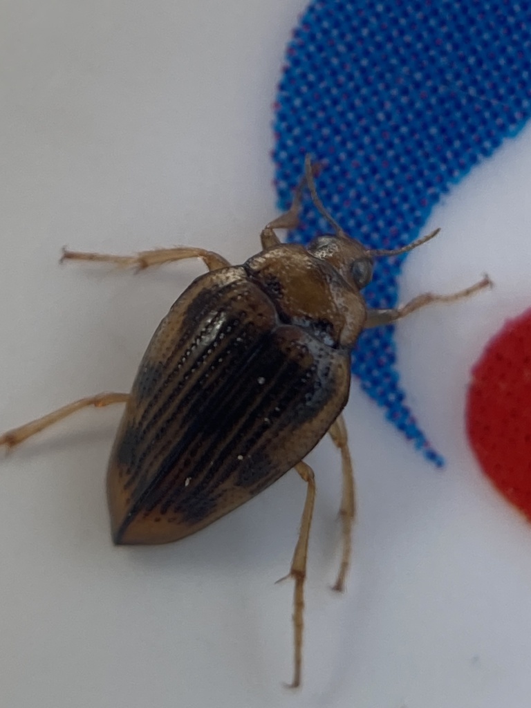 Hungerford's crawling water beetle