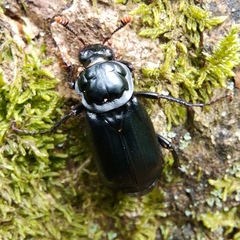 Nicrophorus humator