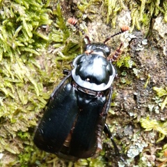 Nicrophorus humator