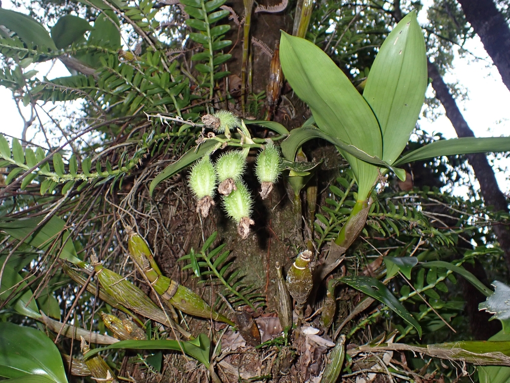 Dendrobium macrophyllum A.Rich. 2