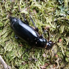 Nicrophorus humator