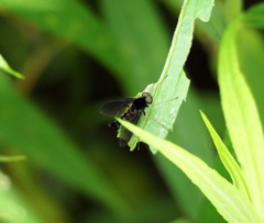 Chrysopilus connexus
