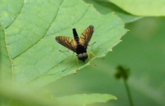 Chrysopilus connexus