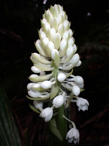 Calanthe hololeuca observed 2024-08-01
