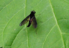 Chrysopilus connexus
