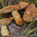 Russula mutabilis - Photo (c) noah_siegel, μερικά δικαιώματα διατηρούνται (CC BY-NC-SA), uploaded by noah_siegel