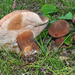 Beveled-cap Bolete - Photo (c) noah_siegel, some rights reserved (CC BY-NC-SA), uploaded by noah_siegel