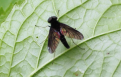 Chrysopilus connexus