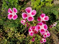Clarkia amoena