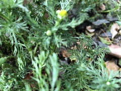 Matricaria