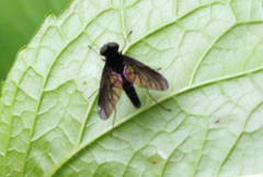 Chrysopilus connexus