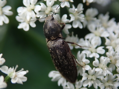 Agriotes