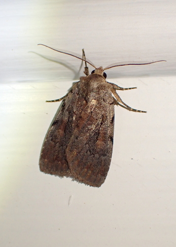 Praevia Dart photo 5