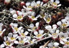 Pyxidanthera barbulata