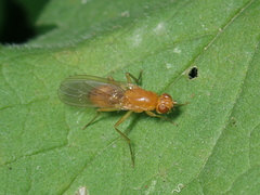 Psila
