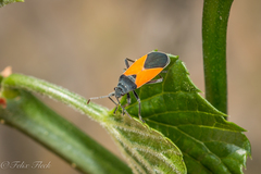 Melanopleurus bicolor