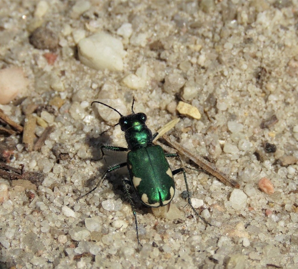 Wrinklefronted Tiger Beetle from Warren Grove, Stafford Township, NJ 08005, USA on April 14