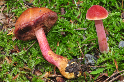 Chalciporus rubinellus (Peck) Singer