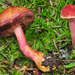 Chalciporus rubinellus - Photo (c) noah_siegel, some rights reserved (CC BY-NC-SA), uploaded by noah_siegel