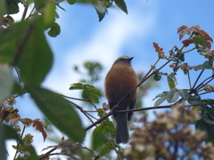 Ochthoeca fumicolor