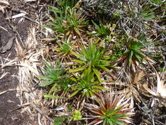 Paepalanthus