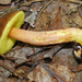 Boletus rubropunctus - Photo (c) noah_siegel, alguns direitos reservados (CC BY-NC-SA), uploaded by noah_siegel