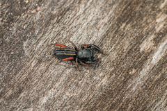 Metacyrba taeniola similis