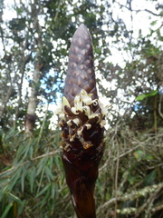 Guzmania coriostachya