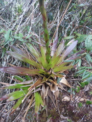 Guzmania coriostachya