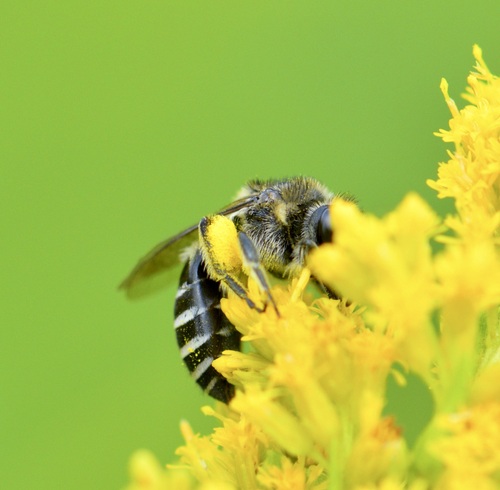 Spine-shouldered Cellophane Bee photo 6