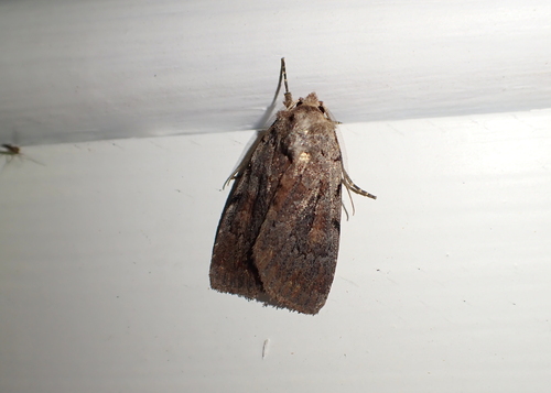 Praevia Dart photo 3