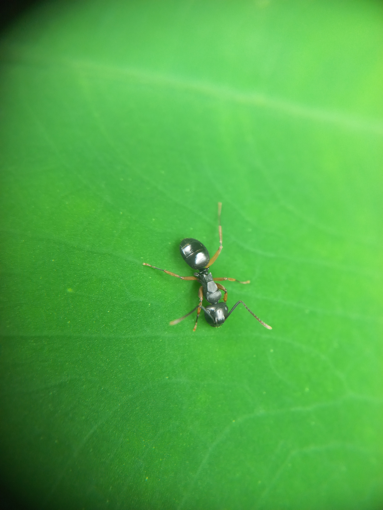 Polyrhachis exercita obtusisquama