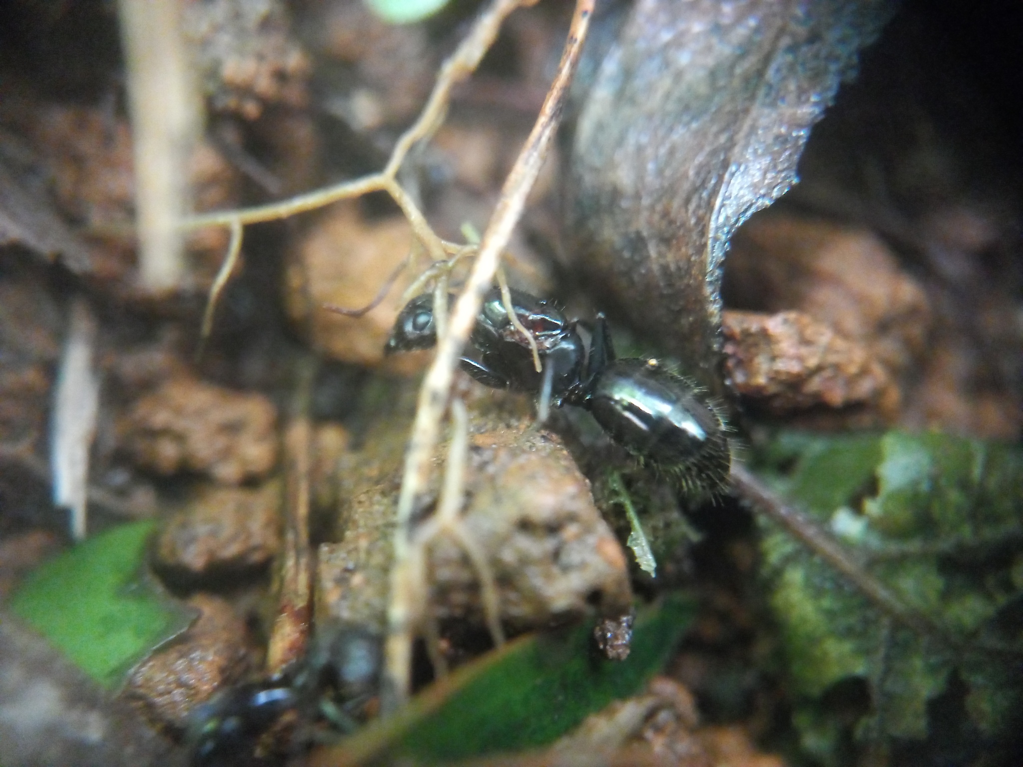 Camponotus sholensis
