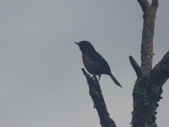 Diglossa brunneiventris