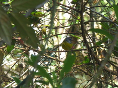 Myiothlypis coronata