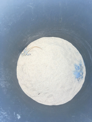 Sceloporus arenicolus