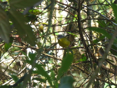 Myiothlypis coronata